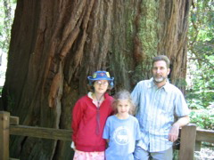 Underneath the Redwood