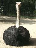 Ostrich