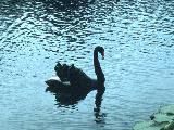 Black Swan #1