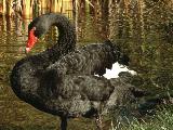 Black Swan #2