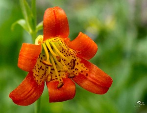 Small Leopard Lily (Lilium parvum)