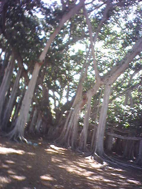 banyan