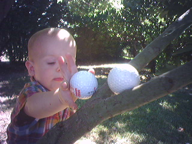 golf-balls-in-a-tree