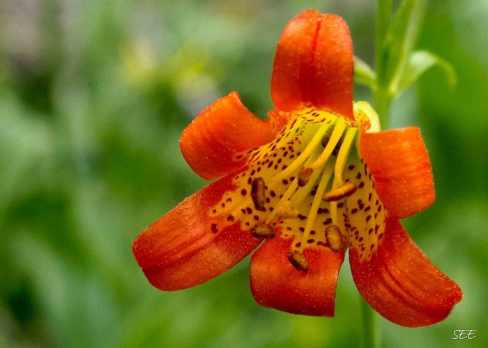 Small Leopard Lily Lilium Parvum